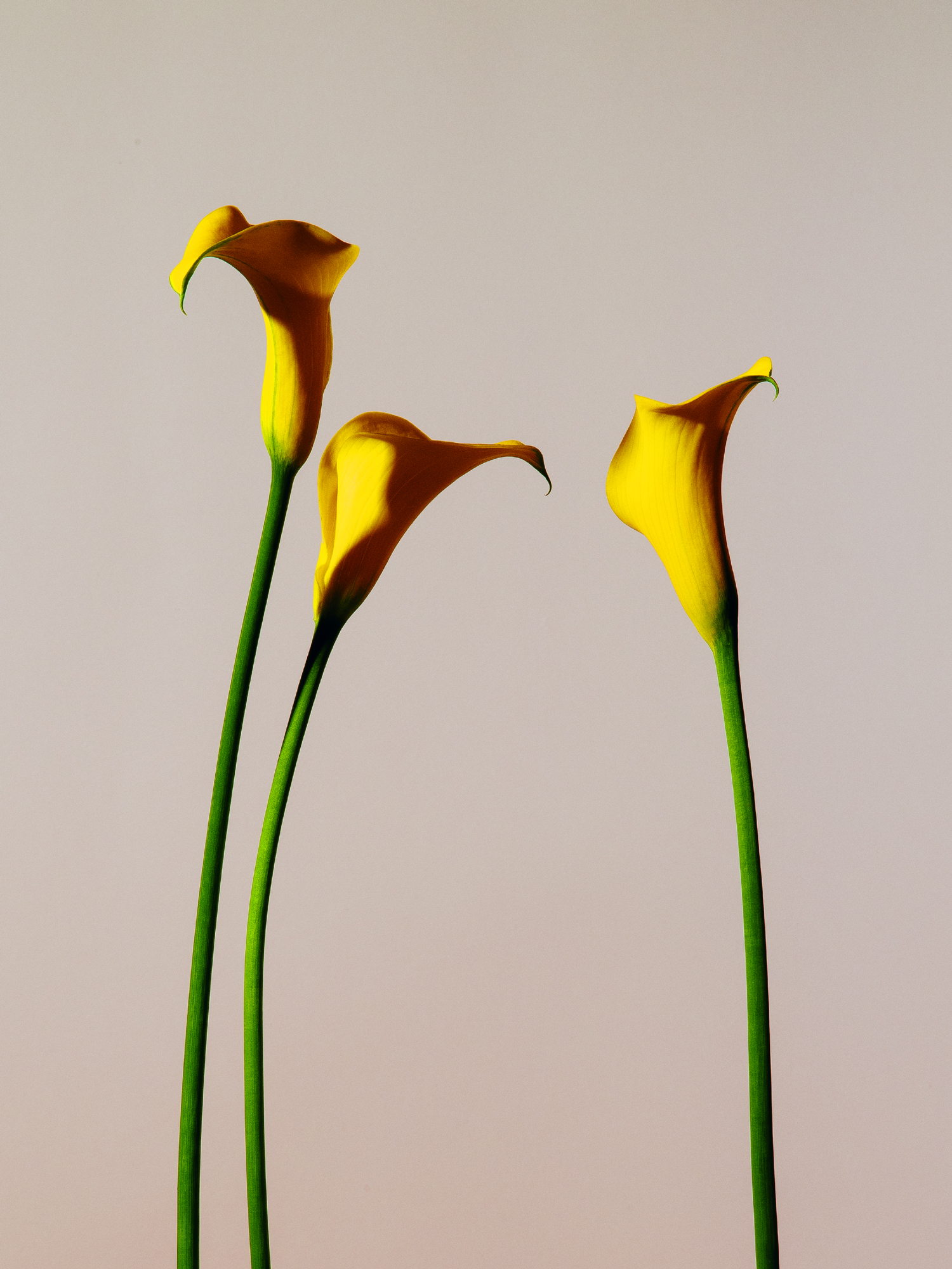 Portraits de Fleurs